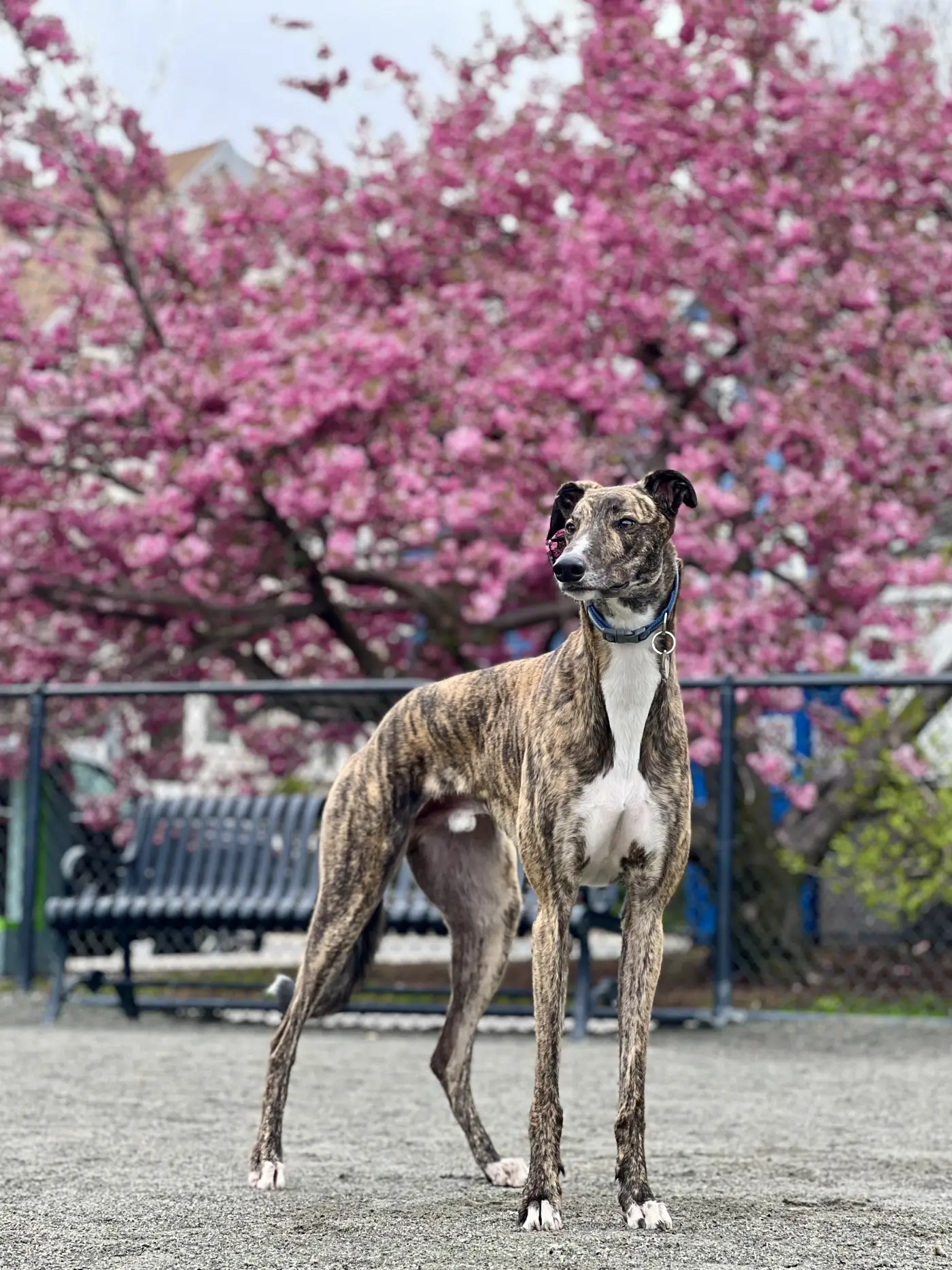 Bebop flowers