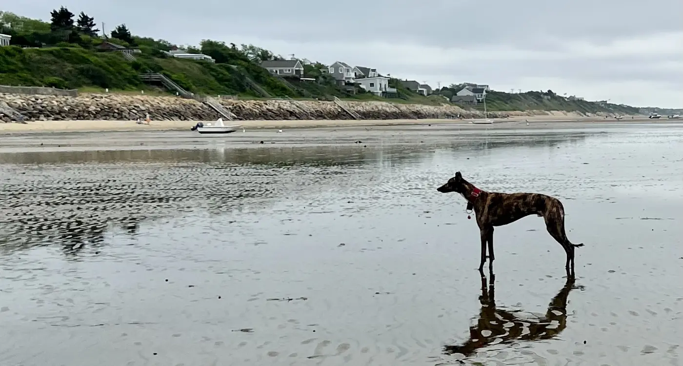 Bebop at the beach